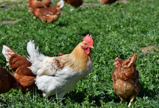 boerderij gras dieren beesten (vergroot foto)